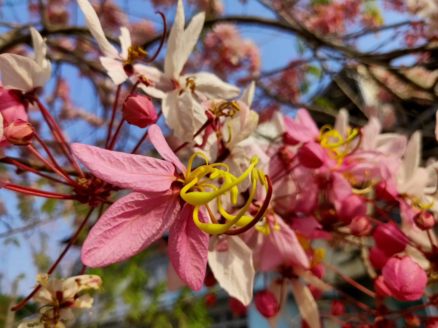 ~高雄,台南~春暖花開 2023花旗木開始綻放了 - 吃喝玩樂 法樂米